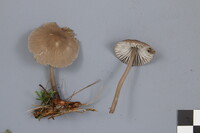 Mycena robusta image